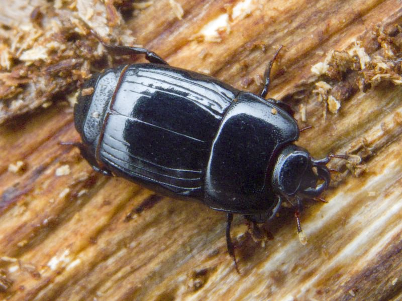 Platysoma compressum (Herbst, 1783)